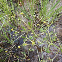 Ranunculus sceleratus multifidus
