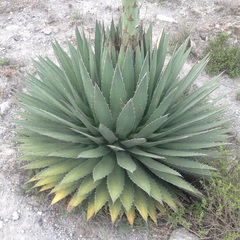Agave obscura