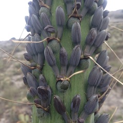 Agave obscura