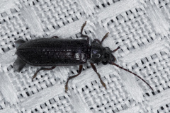 Dascillidae