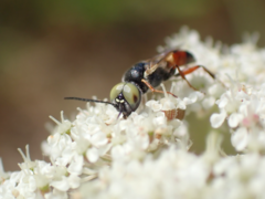 Dryudella tricolor