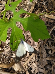 Belenois creona creona