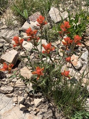 Castilleja rhexiifolia