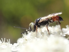 Dryudella tricolor