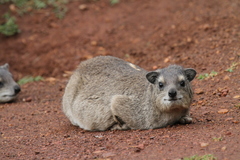 Bush Hyrax photo 2