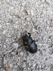 Lucanus cervus turcicus