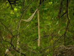 Pantherophis obsoletus