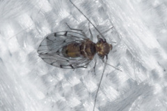 Ectopsocus californicus