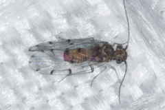 Ectopsocus californicus