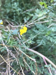 Lotus corniculatus