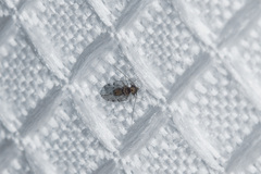 Ectopsocus californicus