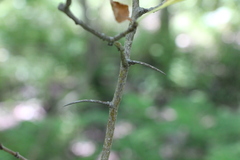 Crataegus submollis