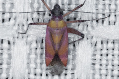 Phytocoris roseus