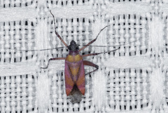 Phytocoris roseus
