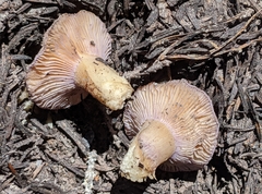 Cortinarius subolivascens