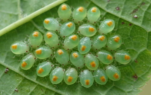 Gudobelinė Skydblakė nuotrauka