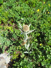 Centaurea uniflora