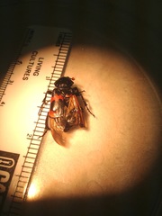 Nicrophorus marginatus