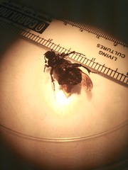 Nicrophorus marginatus