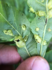 Phylloxera williamsi