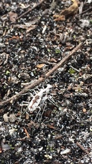 Ellipsoptera hirtilabris