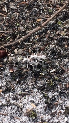 Ellipsoptera hirtilabris