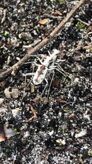 Ellipsoptera hirtilabris