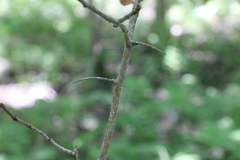 Crataegus submollis