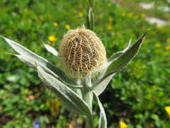 Centaurea uniflora