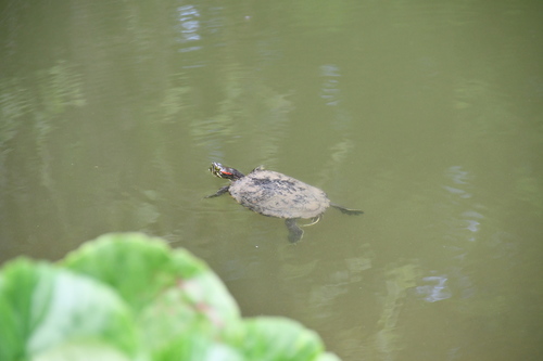 Crvenouha kornjača (Trachemys scripta elegans)