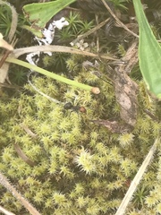 Formica obscuripes