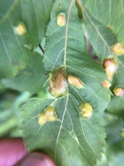 Phylloxera williamsi