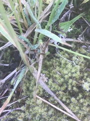 Formica obscuripes