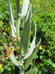 Centaurea uniflora
