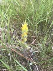 Castilleja levisecta