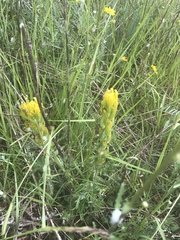 Castilleja levisecta