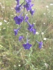 Delphinium nuttallii