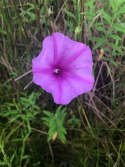 Ipomoea sagittata