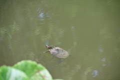 Trachemys scripta elegans