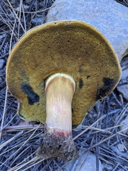 Caloboletus frustosus