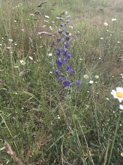 Delphinium nuttallii