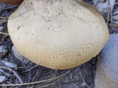 Caloboletus frustosus