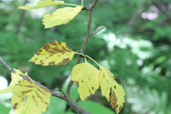 Crataegus submollis