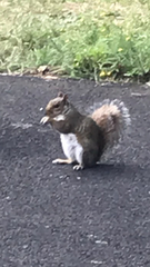 Sciurus carolinensis