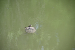 Trachemys scripta elegans