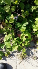 Rubus caesius
