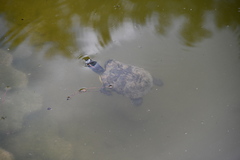 Trachemys scripta elegans