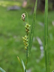 Carex hassei
