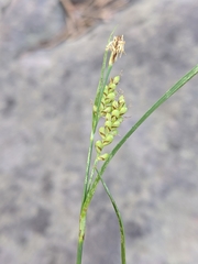 Carex hassei