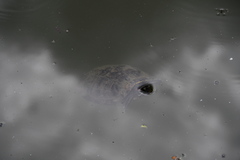 Trachemys scripta elegans